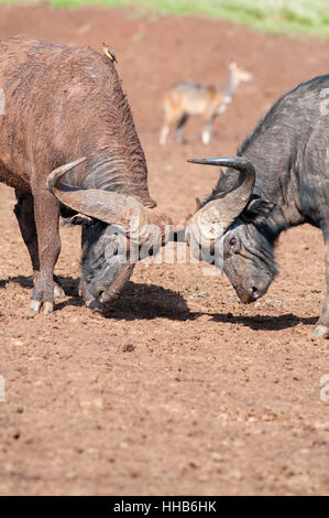 Vertical de dos africanos Cape búfalo Syncerus caffer, combates, en Aberdare National Park. Kenya. África. Foto de stock