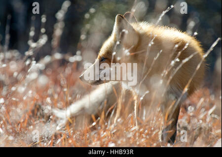 Un zorro rojo se encuentra en la hierba en un soleado día de invierno.