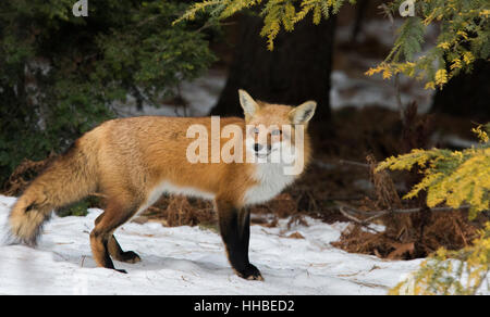 Magnífico macho zorro rojo en invierno canadiense.