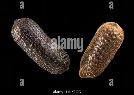 Hypericum perforatum, St John's wort, Echtes Johanniskraut, semillas de cerca, el tamaño de la semilla de 0,8-1,2 mm Foto de stock