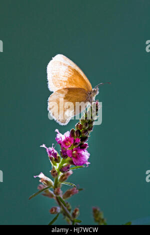 Un ocre Ringlet butterfly, Coenonympha tullia insulana, sobre una flor silvestre. Foto de stock