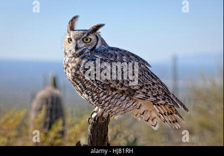 Gran Horned Owl - Bubo virginianus Foto de stock