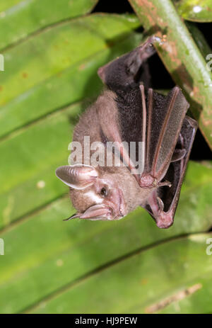 Tienda de decisiones bat (Uroderma bilobatum) Foto de stock