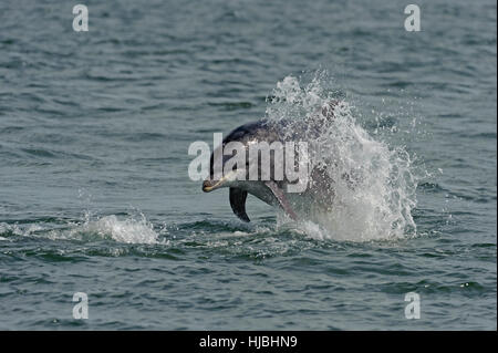 El delfín mular (Tursiops truncatus) infracción. Moray, Escocia. De julio de 2013. Foto de stock