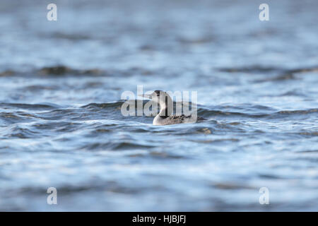 Great Northern Buceador (Gavia immer) - un niño nadando en el agua azul de un depósito interior en Suffolk Foto de stock