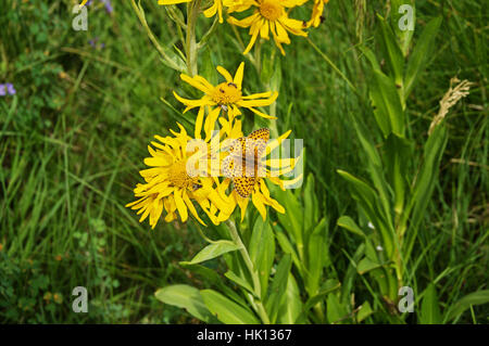 Speyeria mariposa y vuela sobre flores amarillas con fondo verde Foto de stock