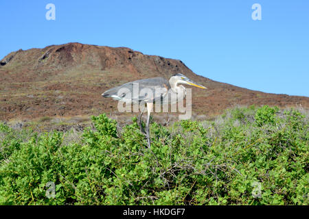 Blue Heron en Galápagos. Foto de stock