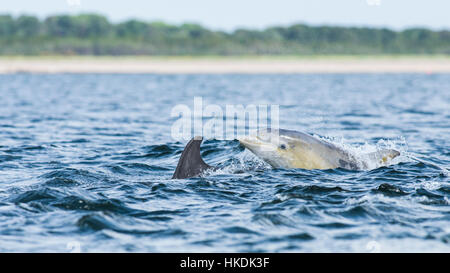 Comunes de delfín mular (Tursiops truncatus) en Bahía, punto Chanonry, Moray Firth, Inverness, Scotland, Reino Unido