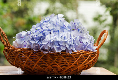 Las hortensias azules flores en una cesta sobre fondo natural Foto de stock
