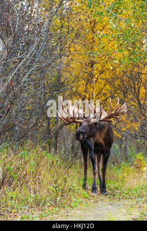 El gran bull moose (alces alces) conocido como "gancho" que deambula en la zona del Parque Kincade en Anchorage es visto durante el otoño rodera, en el centro-sur de Alaska