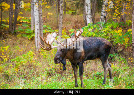 El gran bull moose (alces alces) conocido como "gancho" que deambula en la zona del Parque Kincade en Anchorage es visto durante el otoño rodera, en el centro-sur de Alaska