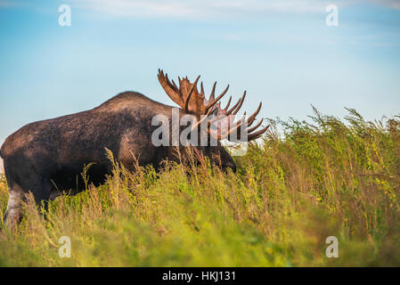 El gran bull moose conocida como 'gancho' que deambula en la zona del Parque Kincade se observa durante el otoño rodera, centro-sur de Alaska