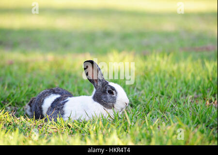 Conejo blanco gris yacía en el pasto verde