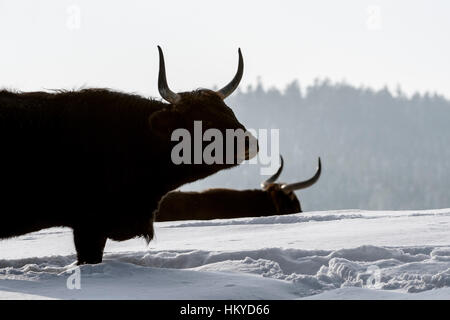 Heck ganado (Bos domesticus) Bull en la nieve en invierno. Intente volver a criar los extintos uros (Bos primigenius)
