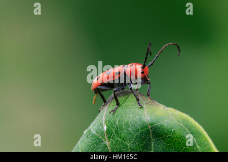 Asclepias escarabajo rojo (Tetraopes tetrophthalmus) en la hoja. Foto de stock