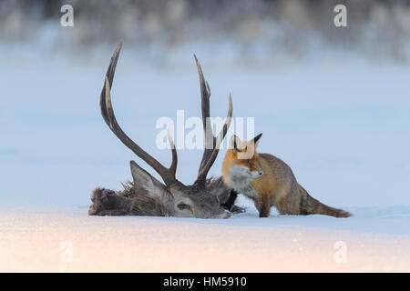 El zorro rojo (Vulpes vulpes), el cadáver de un ciervo que cayó en el hielo, el lago congelado, Bosque de Bohemia, República Checa