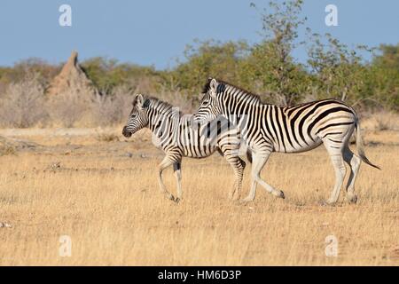 Cebras de Burchell (Equus quagga burchellii), adultos y potro al trote, el Parque Nacional de Etosha, Namibia Foto de stock