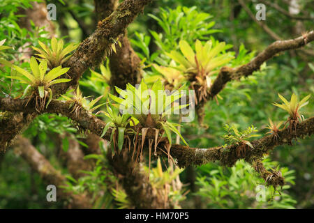 Las Bromelias en la Reserva Biológica Bosque Nuboso de Monteverde, Costa Rica Foto de stock