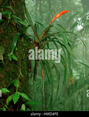 (Bromelia Guzmania nicaraguensis) en la Reserva Biológica Bosque Nuboso de Monteverde, Costa Rica Foto de stock
