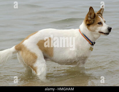 Adorable mediano de tres patas perro blanco y marrón en la playa en el agua. Foto de stock