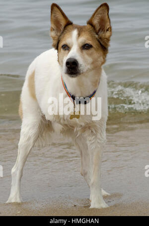Adorable mediano de tres patas perro blanco y marrón en la playa en el agua. Foto de stock