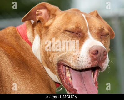 Marrón y blanco pitbull refugio perro haciendo cara divertida con los ojos cerrados y la boca abierta Foto de stock