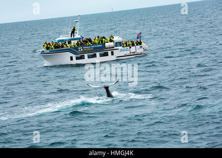 Whale Watcher barco viendo cola de ballena jorobada fluke Foto de stock