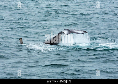La ballena jorobada (Megaptera noveangliae) cola lash, fluke Foto de stock