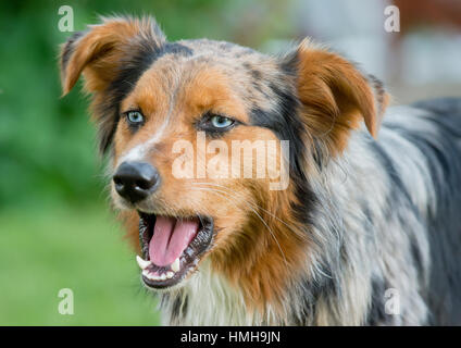 Preciosa de ojos azules de perro Pastor Australiano Shepard Aussie cerrar bostezar con la boca abierta hablando Foto de stock