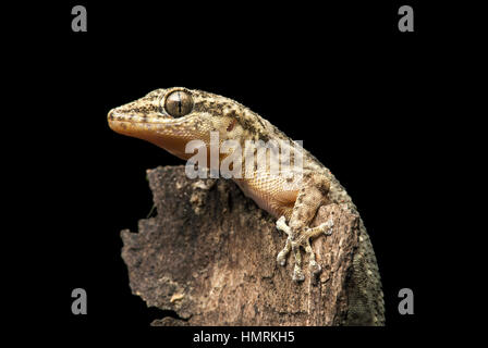 Hoja-costal vetado gecko (Phyllodactylus reissii), Jorupe Reserva Biológica, Western estribaciones andinas, Ecuador Foto de stock