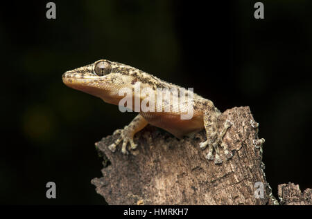 Hoja-costal vetado gecko (Phyllodactylus reissii), Jorupe Reserva Biológica, Western estribaciones andinas, Ecuador Foto de stock