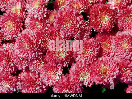 Mamis (Chrysanthemum sp), Asteraceae. Foto de stock