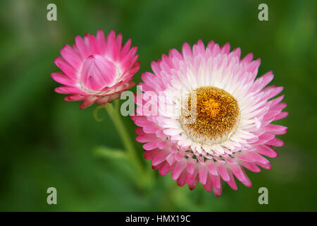 Xerochrysum Foto de stock