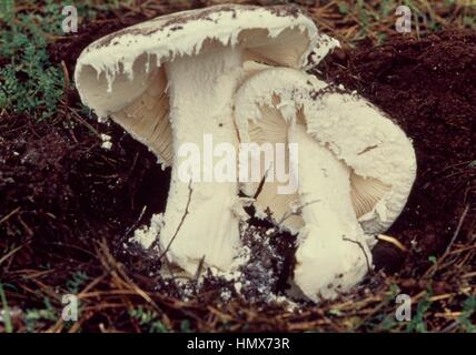 Dos ejemplos de huevo blanco europeo, barbado Amanita o huevo Amidella europeo (Amanita ovoidea), Amanitaceae.