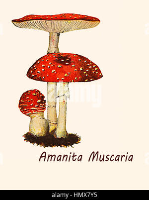 Ilustración vintage de Amanita muscaria, tóxicos con setas alucinógenas y estupefacientes propiedad, bien reconocible desde el hermoso tapón rojo con lunares blancos.