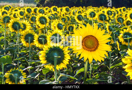 Girasol (Helianthus annuus) campo, nuevo dominio, Prince Edward Island,  Canadá Fotografía de stock - Alamy