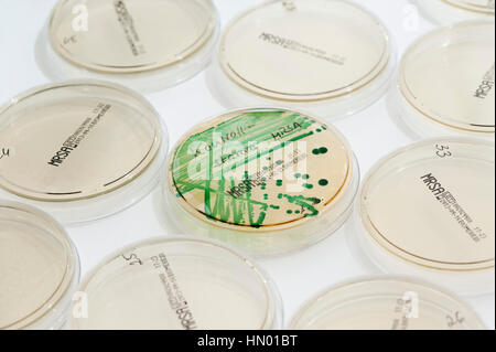 Diagnóstico microbiológico de las bacterias SARM (Staphylococcus aureus resistente a la meticilina), placa de Petri con MRSA cepa de control