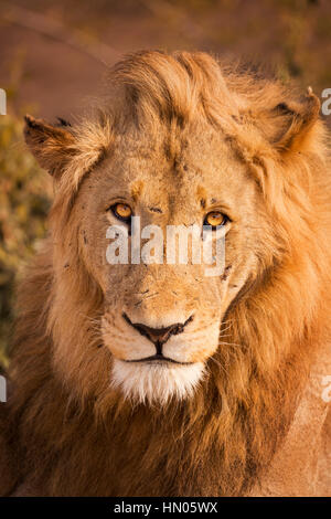 Cerca de un león macho en la luz del sol por la mañana temprano en el Parque Nacional Kruger, Sudáfrica.