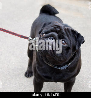 Pug negro con una correa, la más común de las razas de perros ganaron premios en exposiciones
