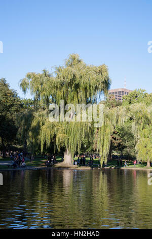 Willow árboles que crecen junto a la laguna Boston Public Gardens Boston  Massachusetts EE.UU Fotografía de stock - Alamy