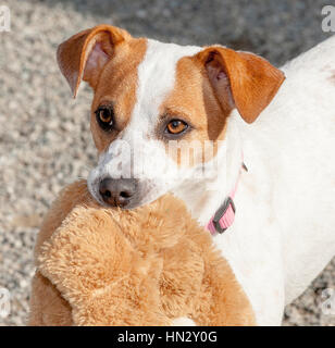 Adorable pequeño perro blanco y marrón headshot cerca fuera en el sol Foto de stock
