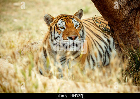 Tigre de Bengala en la hierba de día de verano