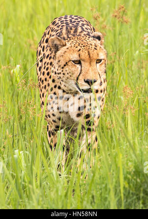 Cheetah acechar presas en la hierba húmeda