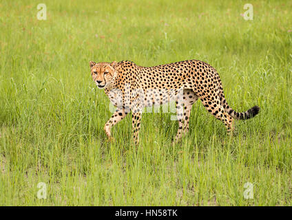 El guepardo caza de presas en la hierba húmeda