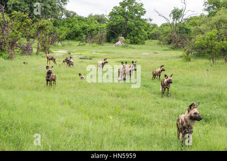 Los perros salvajes acerca a cazar impala durante la temporada Esmeralda Foto de stock