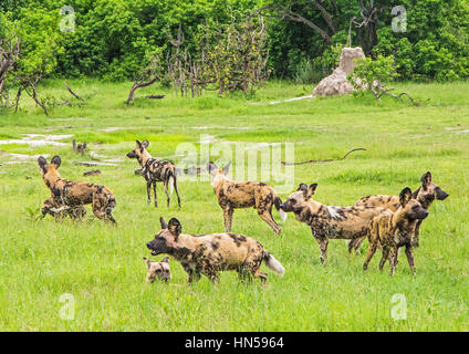 Los perros salvajes acerca a cazar impala durante la temporada Esmeralda Foto de stock