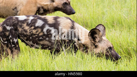 Perros salvajes impala de caza durante la temporada Esmeralda Foto de stock