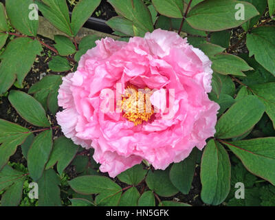 Paeonia Suffruticosa o japonés de Peonía 'Duchess de Marlborough' con gran semi doble forma de plato flores con pétalos de color rosa carne brillante