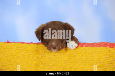 El Border Collie, cachorro de raza mixta, chocolate, tumbado Foto de stock