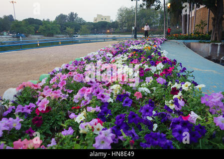 HYDERABAD, India - Febrero 09,2017 Flores en plena floración en Jalagam Vengal Rao park en Hyderabad, India Foto de stock